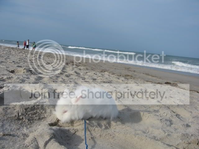 IMG_6011.jpg picture by cutecottonbun