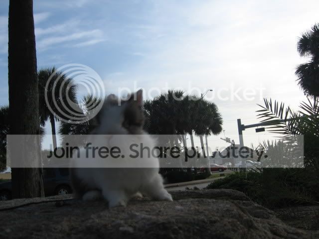 IMG_6019.jpg picture by cutecottonbun