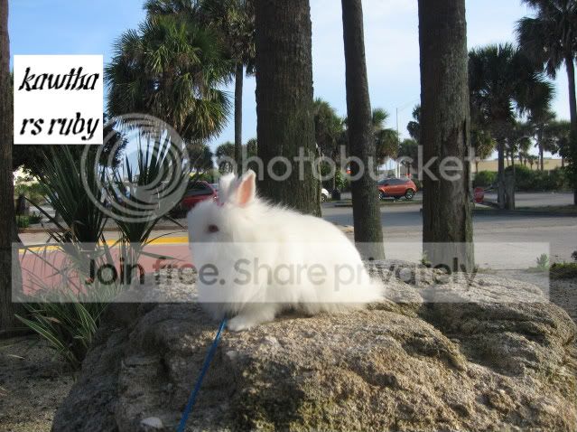 IMG_6024-1.jpg picture by cutecottonbun