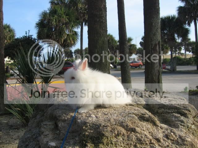 IMG_6024.jpg picture by cutecottonbun