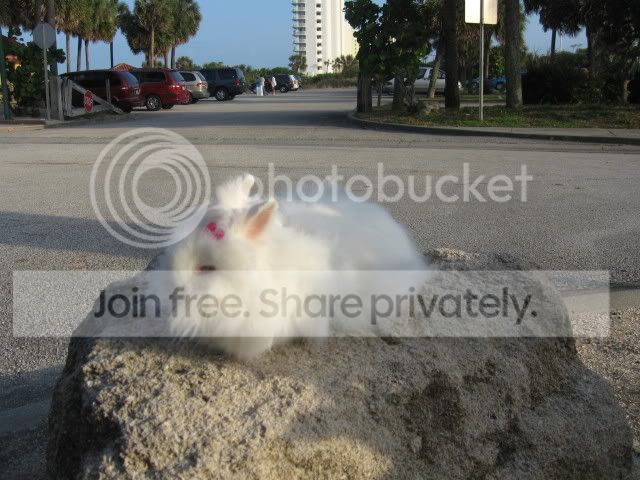 IMG_6027.jpg picture by cutecottonbun