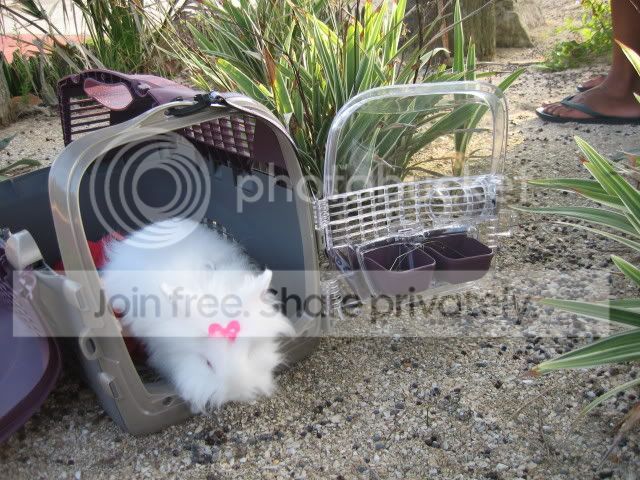 IMG_6031.jpg picture by cutecottonbun