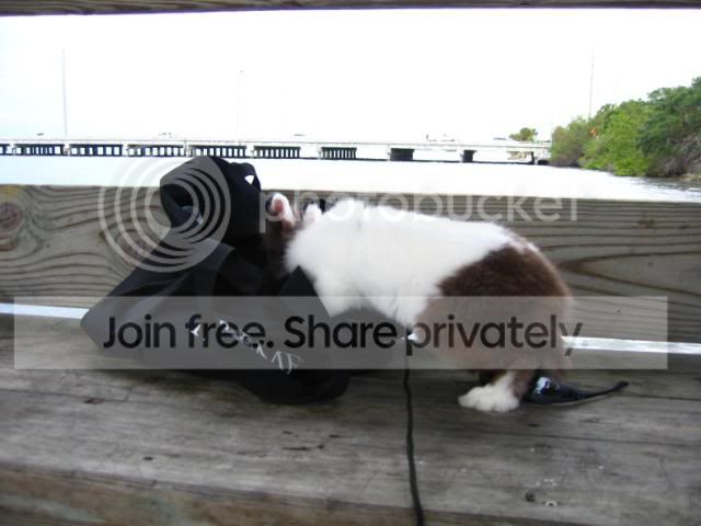 IMG_6082.jpg umm treats picture by cutecottonbun