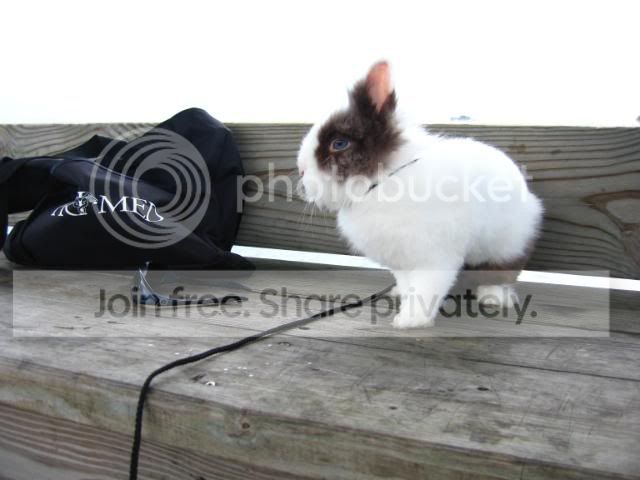 IMG_6086.jpg my side shot picture by cutecottonbun