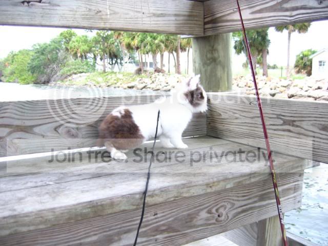 IMG_6087.jpg hey whats that picture by cutecottonbun