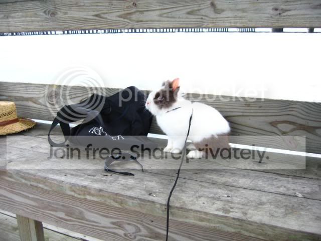 IMG_6090.jpg aren't I pretty picture by cutecottonbun