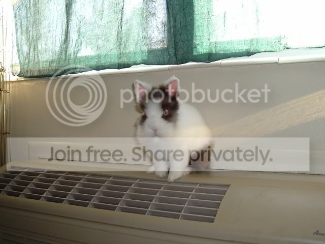 cottonrelaxingathomeheis2yearsol-4.jpg picture by cutecottonbun