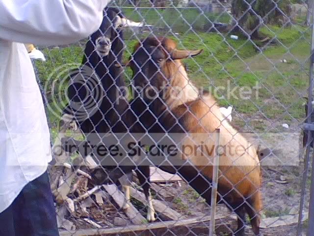 pic051509_1.jpg picture by cutecottonbun