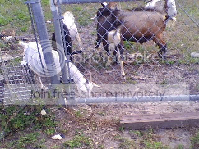 pic051509_2.jpg feeding goats picture by cutecottonbun
