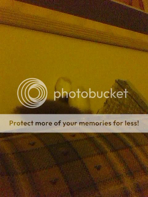 pic072409_11.jpg cotton relaxing picture by cutecottonbun